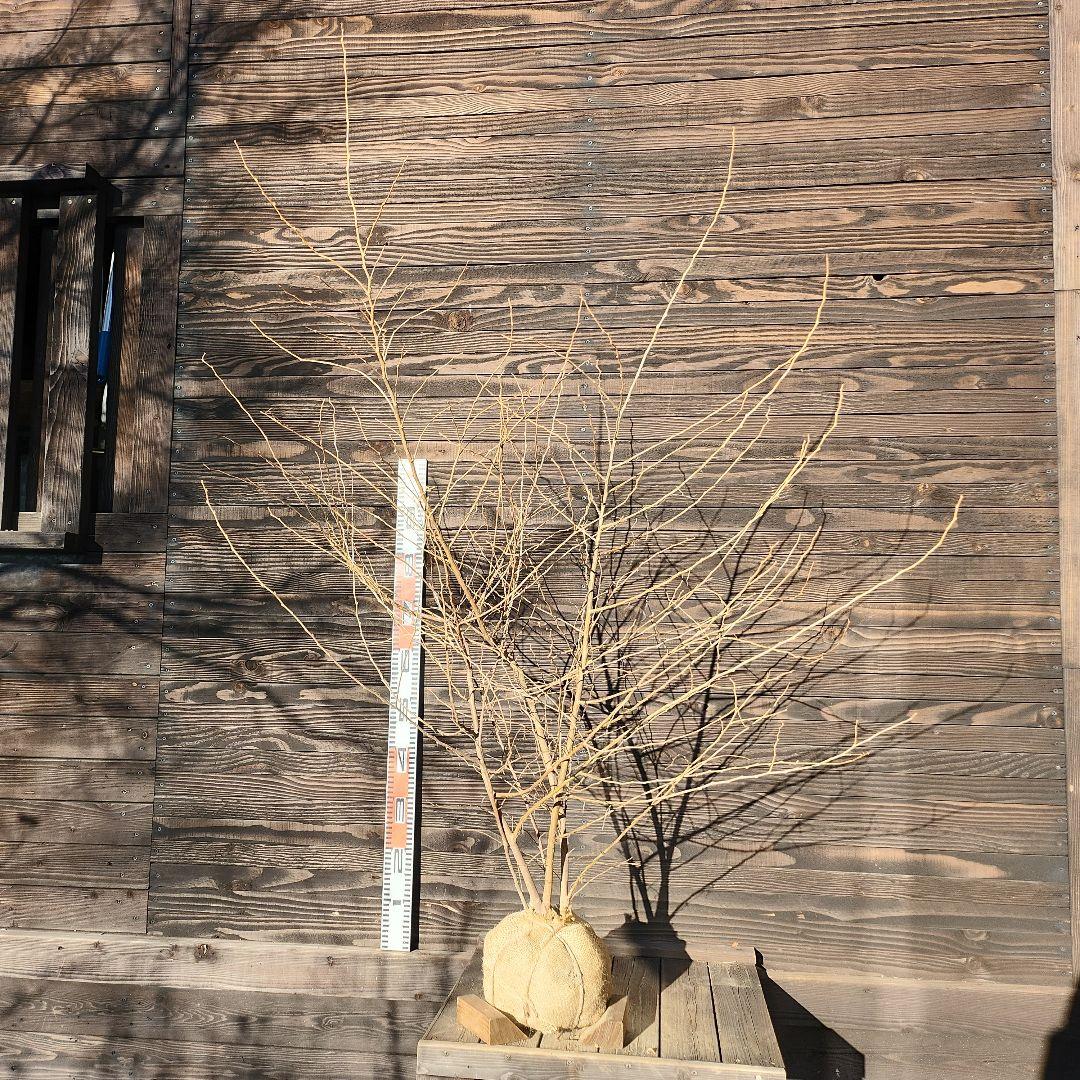 エゴノキ 株立ち 現品 管理230 Fodexpo Com Co エゴノキ 株立ち 現品 管理230 Fodexpo Com Co