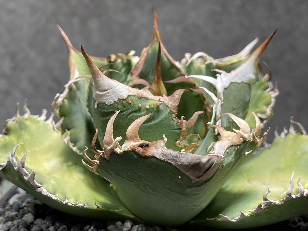 Agave titanota studs アガベ チタノタ ブツブツ 子株付