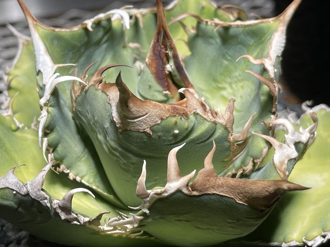 Agave titanota studs アガベ チタノタ ブツブツ 子株付