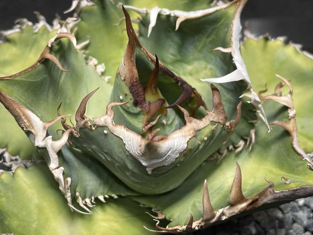Agave titanota studs アガベ チタノタ ブツブツ 子株付
