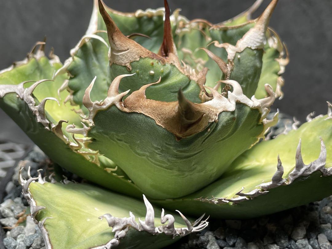 Agave titanota studs アガベ チタノタ ブツブツ 子株付