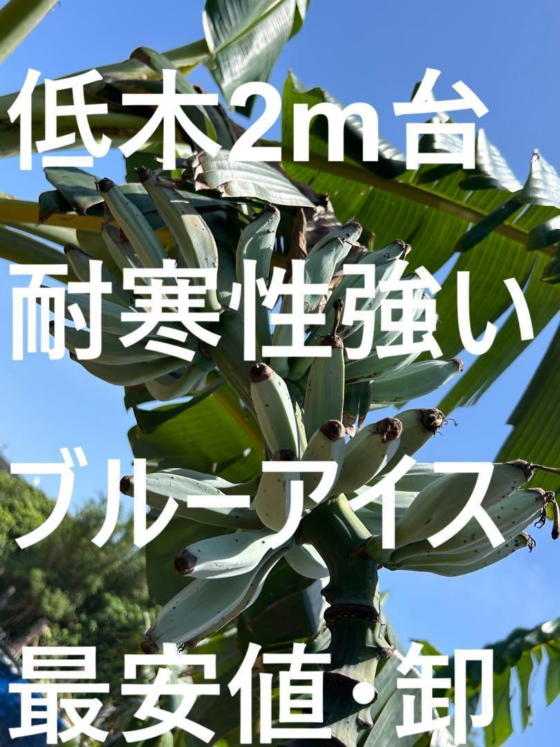 ２６５㎝、アイスクリームバナナ、高糖度モンスター＝超極太幹の準親株◆耐寒、低木種 75cm,ブルー・アイスクリームバナナ、高糖度人気◇巨大・耐寒