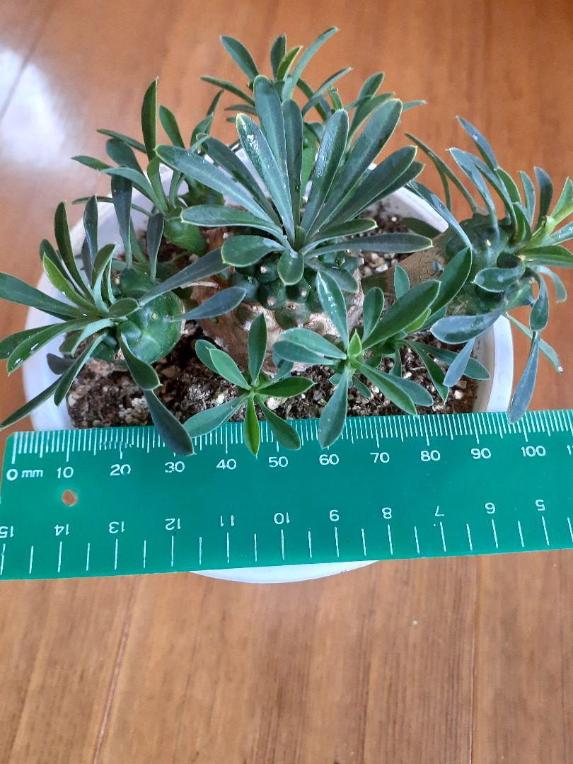 *多肉植物ユーフォルビア 峨眉山*