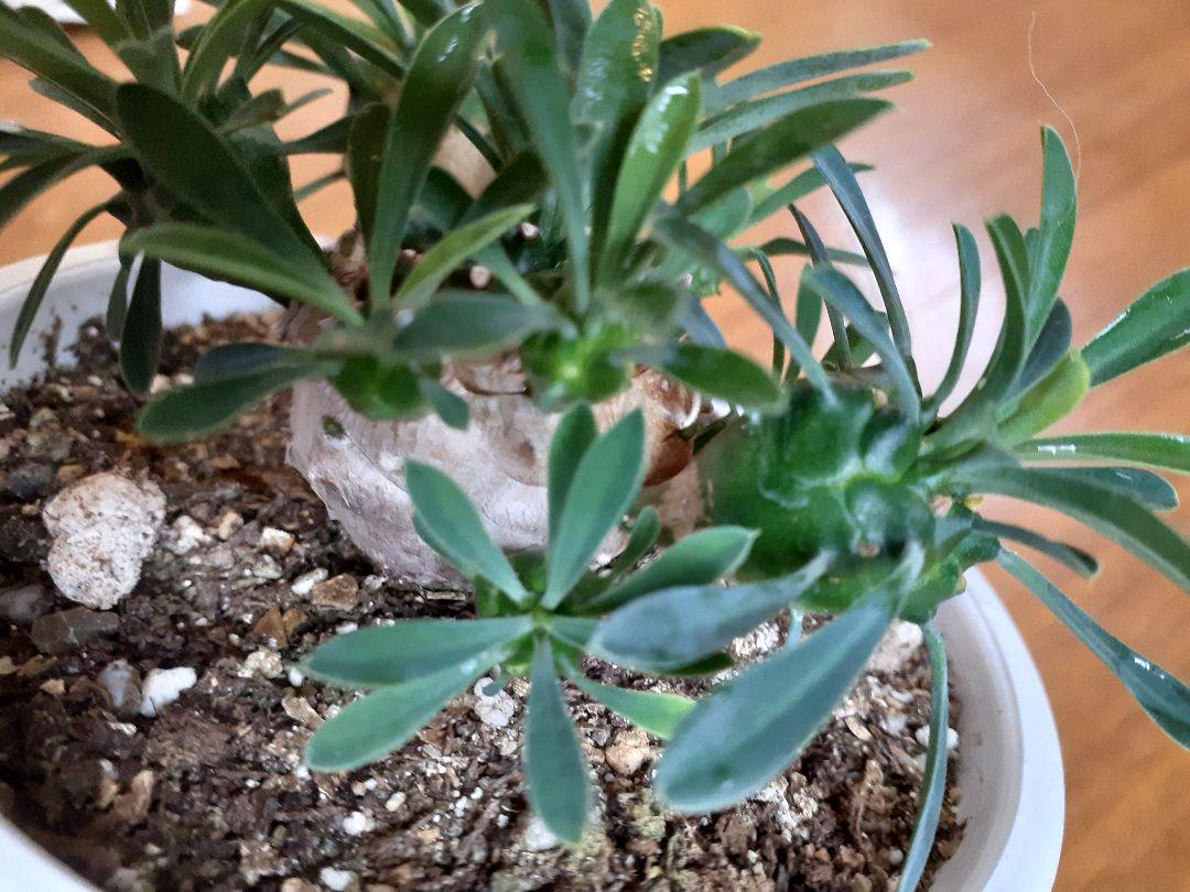 *多肉植物ユーフォルビア 峨眉山*