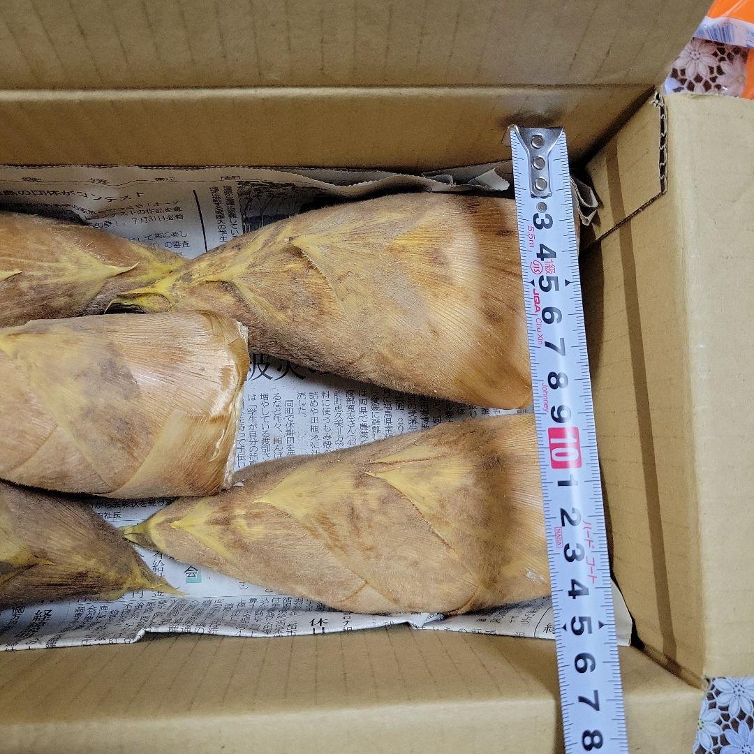 たけのこ　愛媛県産　箱込み約2キロ　12月31日掘り
