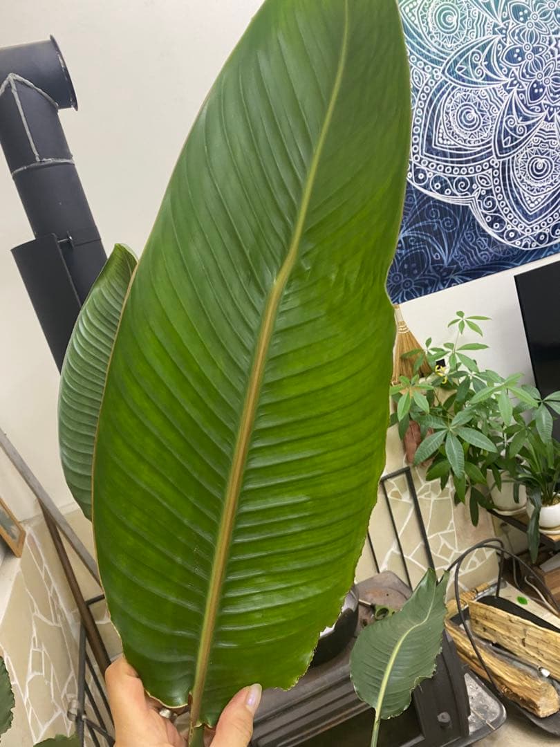 観葉植物 ストレチア長い葉