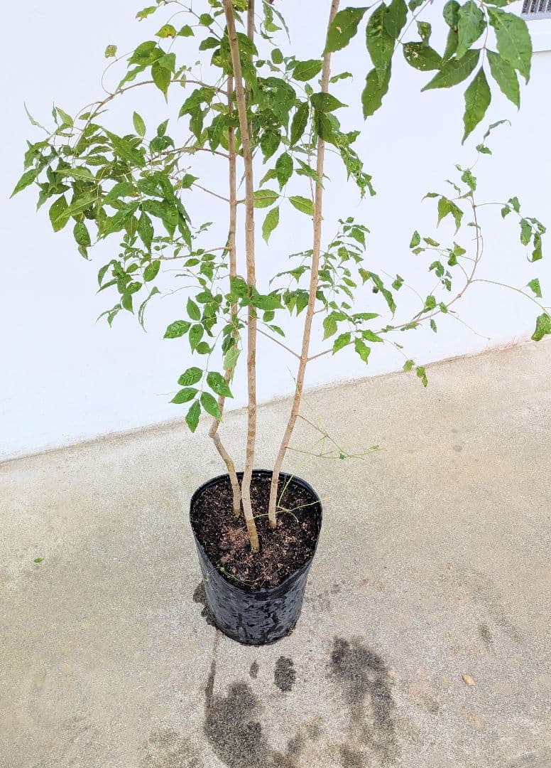 バツグン アオダモ鉢植え