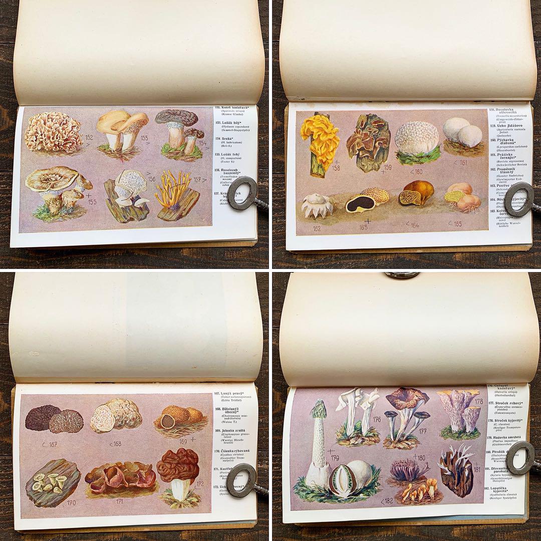Amazon.co.jp: チェコの古いキノコ図鑑(ARLAS HOLUBINEK 1945年
