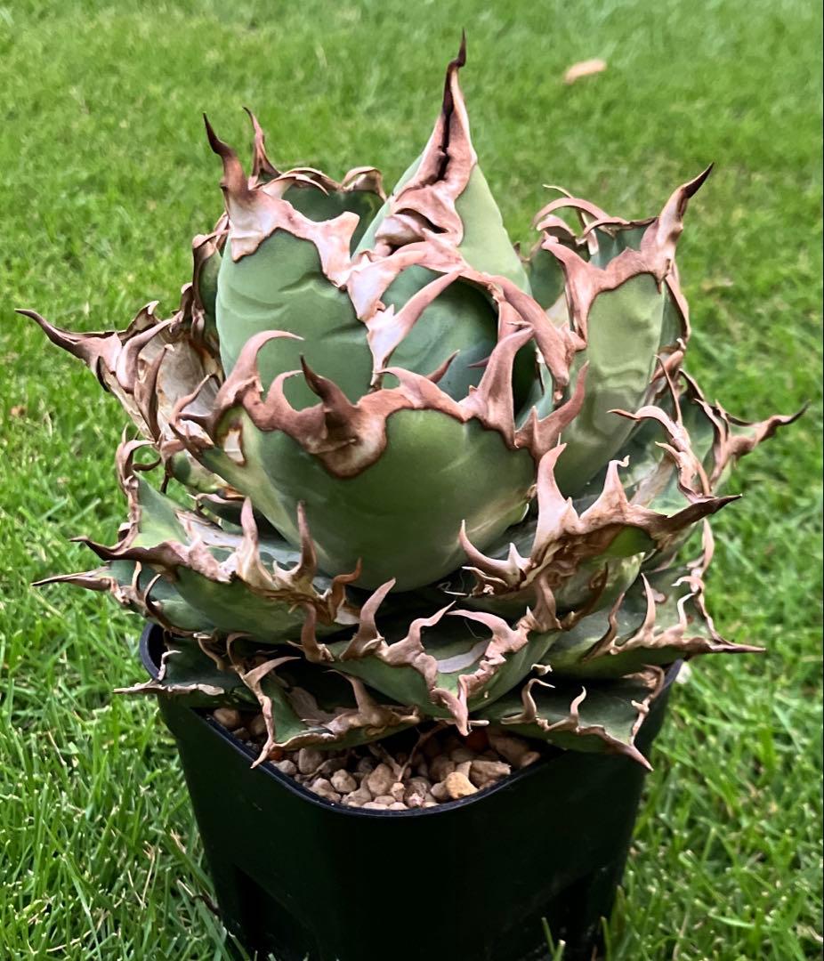 アガベ チタノタ シーザー