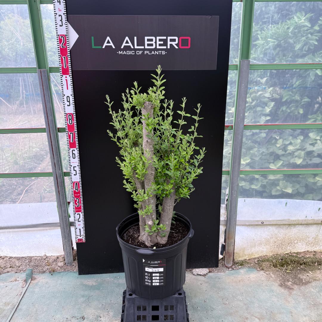 ベストセラー AL944】オリーブの木 シプレッシーノ 古木 盆栽 原木 株 再依頼 常緑樹