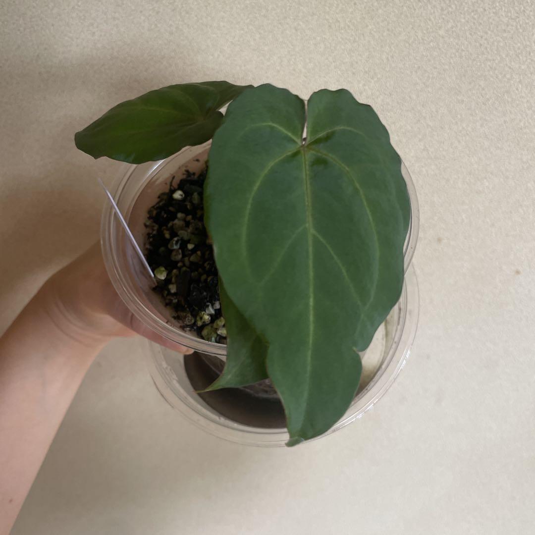 Anthurium Regale x Dressleri