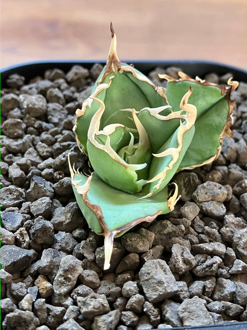 【選抜オークション】①選抜 REZA産 アガべ MAD BALL ♯45 【選抜オークション】①選抜 REZA産 アガべ MAD BALL ♯45