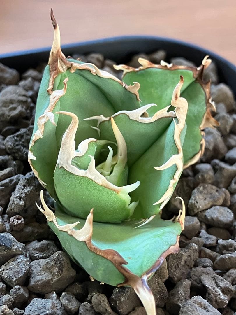 【選抜オークション】①選抜 REZA産 アガべ MAD BALL ♯45 【選抜オークション】①選抜 REZA産 アガべ MAD BALL ♯45