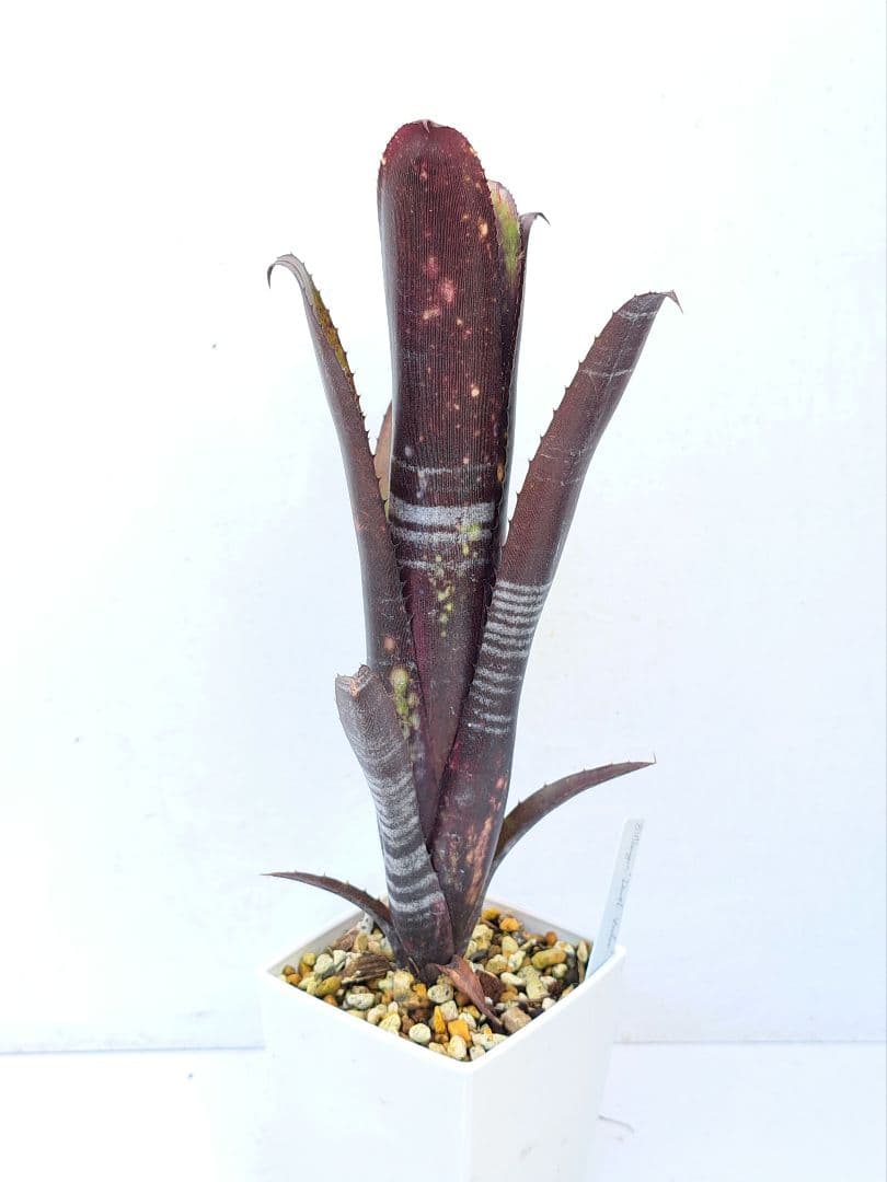 Billbergia Darth Vader① 抜き苗 タンクブロメリア Billbergia Darth Vader① 抜き苗 タンクブロメリア