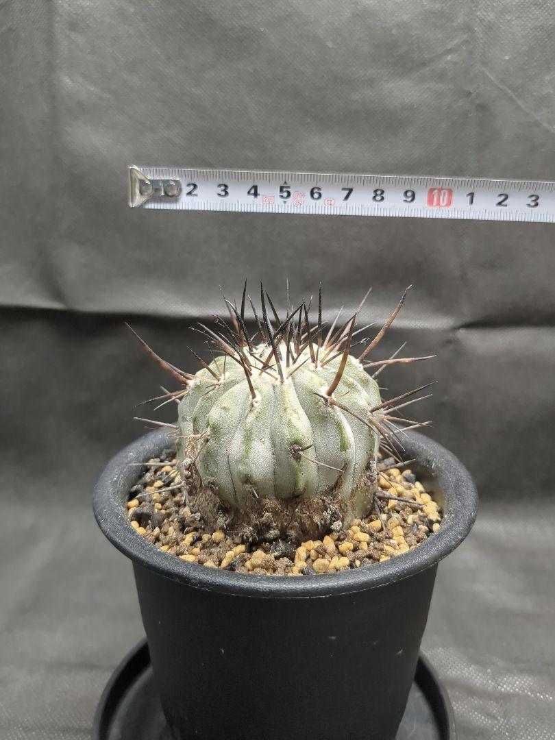 Copiapoa　コピアポア シネレア　黒王丸　現地球　輸入株　カキコ