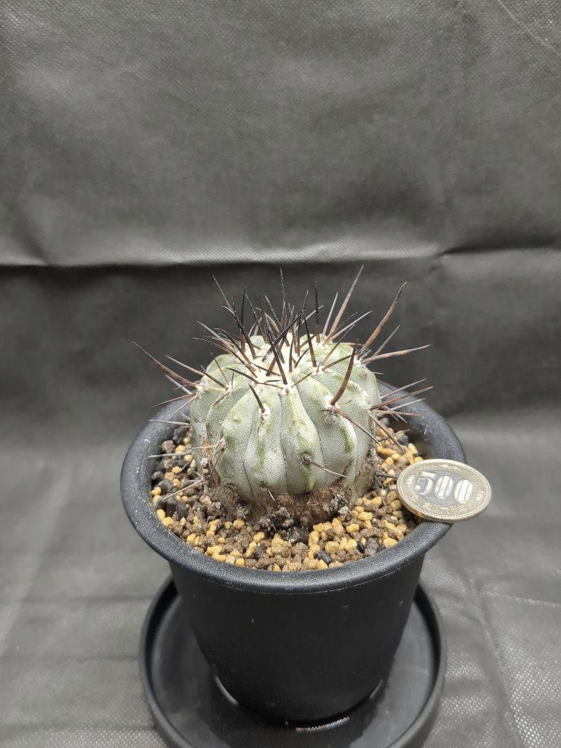 Copiapoa　コピアポア シネレア　黒王丸　現地球　輸入株　カキコ