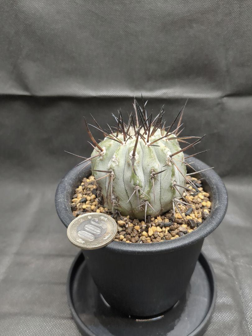 Copiapoa　コピアポア シネレア　黒王丸　現地球　輸入株　カキコ