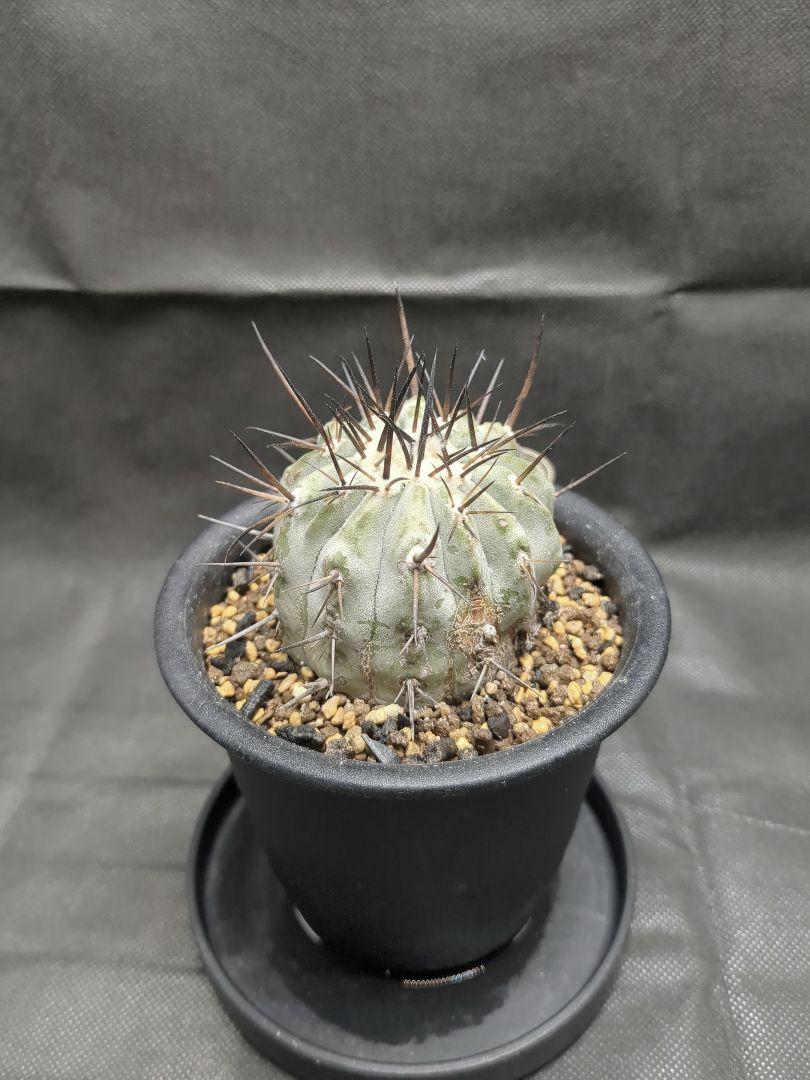 Copiapoa　コピアポア シネレア　黒王丸　現地球　輸入株　カキコ