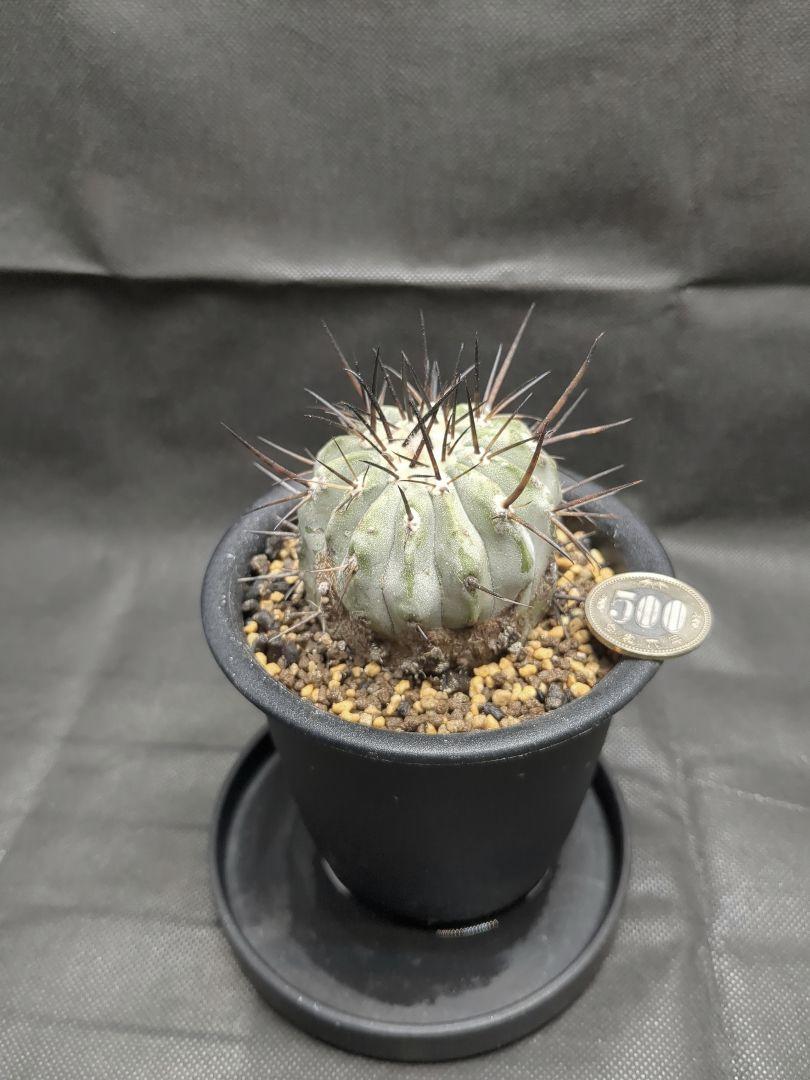 Copiapoa　コピアポア シネレア　黒王丸　現地球　輸入株　カキコ