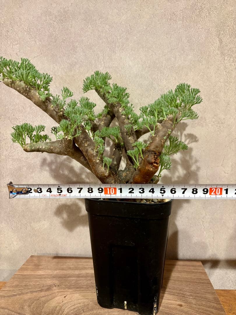 モンソニア ムルチフィダ サルコカウロン ムルチフィズム 発根 済やや傷や汚れあり