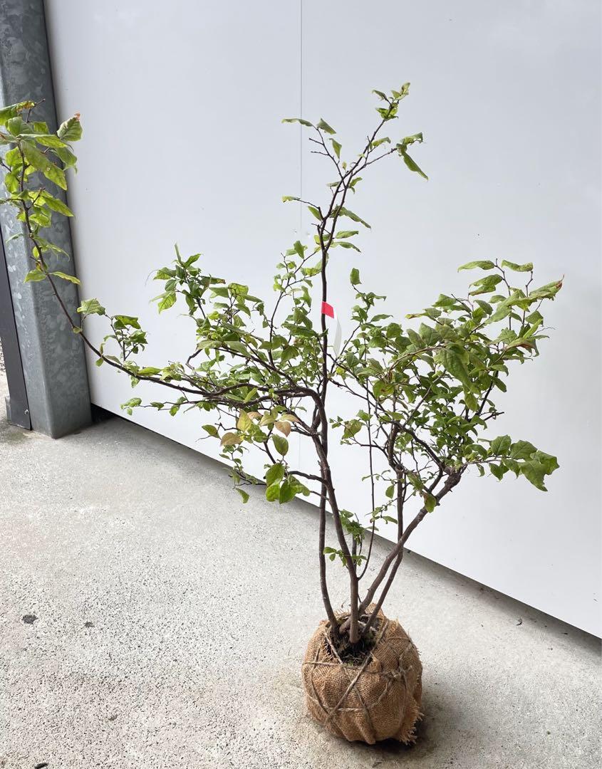 ナツハゼ 自然樹形