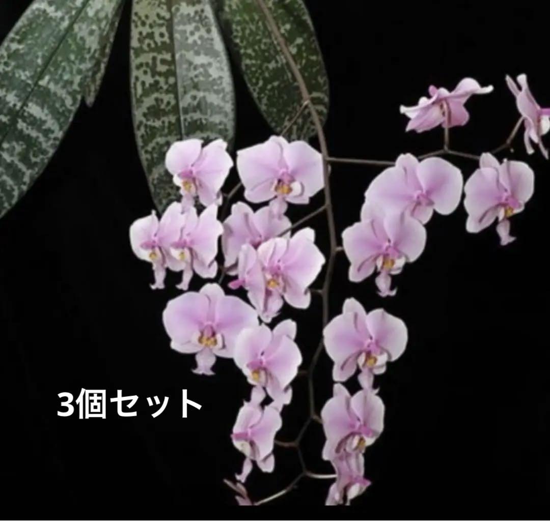 プロフィール必読