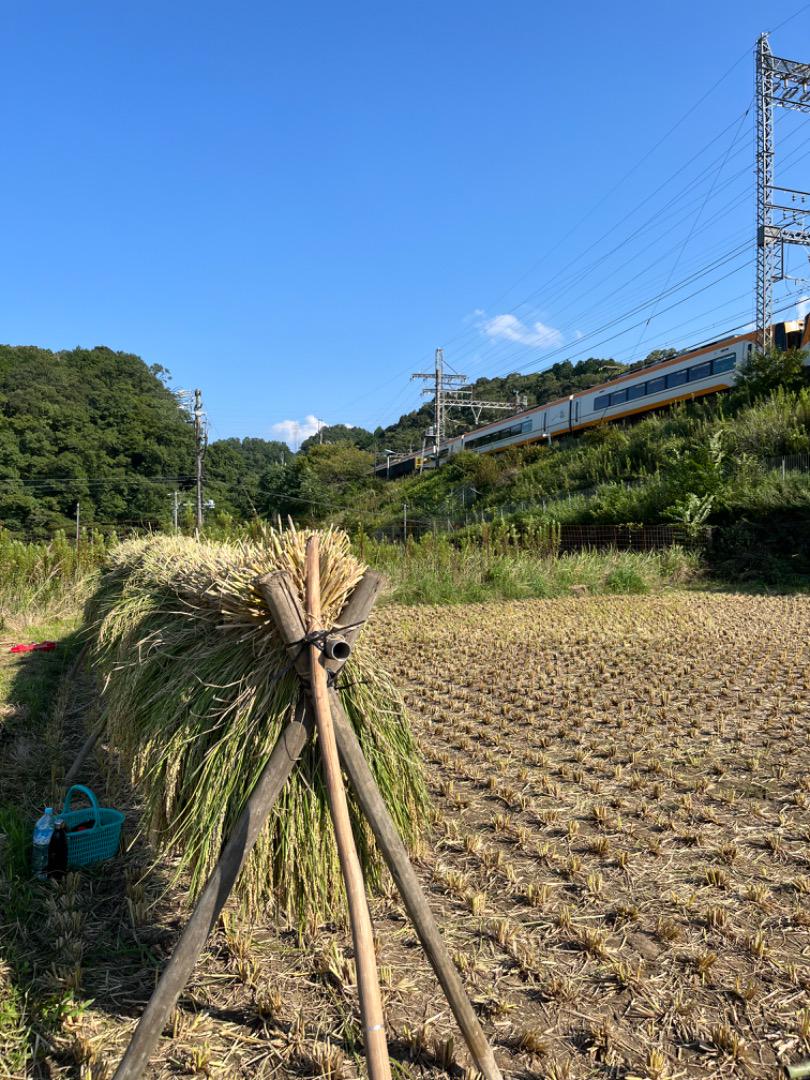 みんなで育てたもち米・玄米・三重県・2024年産・20kg・おこわ