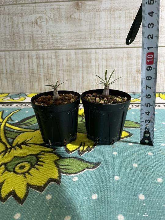 パキポディウム グラキリス実生 塊根植物 コーデックス - メルカリ パキポディウム グラキリス実生 塊根植物 コーデックス - メルカリ