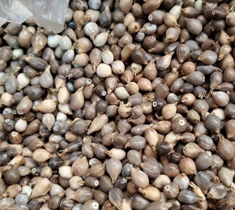 数珠玉 ジュズダマ 2.5kg+予備100g-北大西洋条約機構