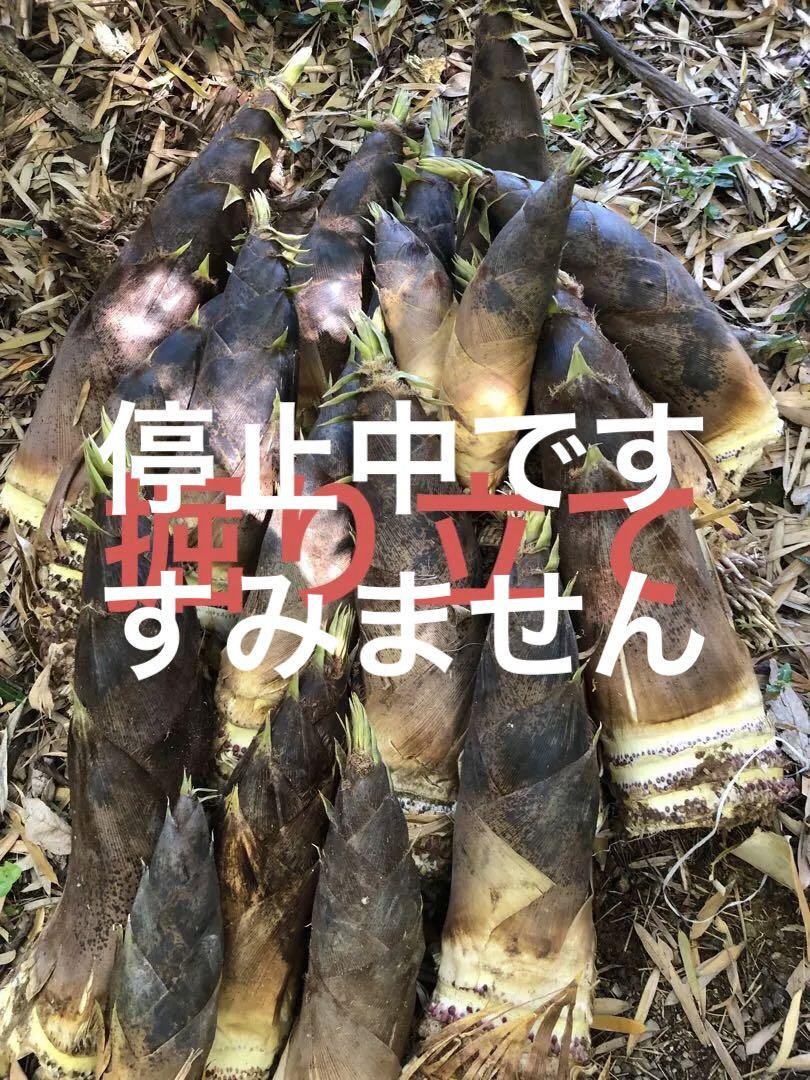 さつまいも切苗 品種：ハロウィンスイート【野菜の苗／切苗(約25