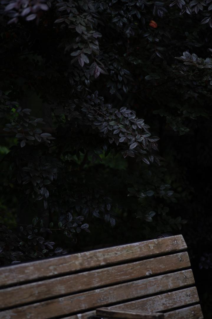 作例付 CONTAX カール・ツアイス Sonnar T* 135mm f2.8