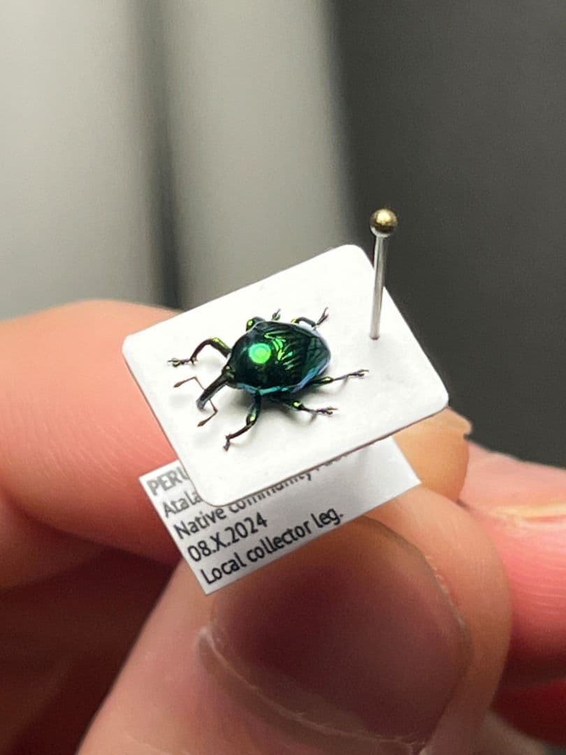 【7mm】緑ホウセキヒメカタゾウムシ 目玉！超美麗種　Eurhinus sp.