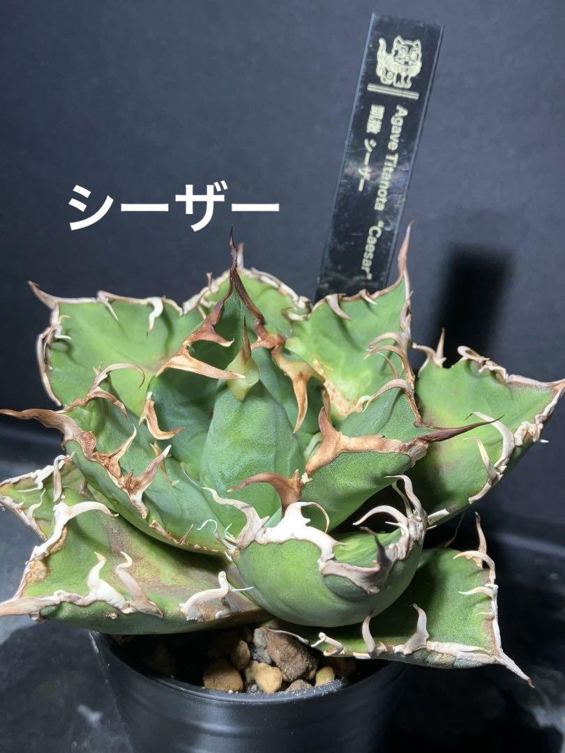 【メルカリ便】ぱぱぱぱーん オーダーセット♩鉢ごと発送 ネームタグ付
