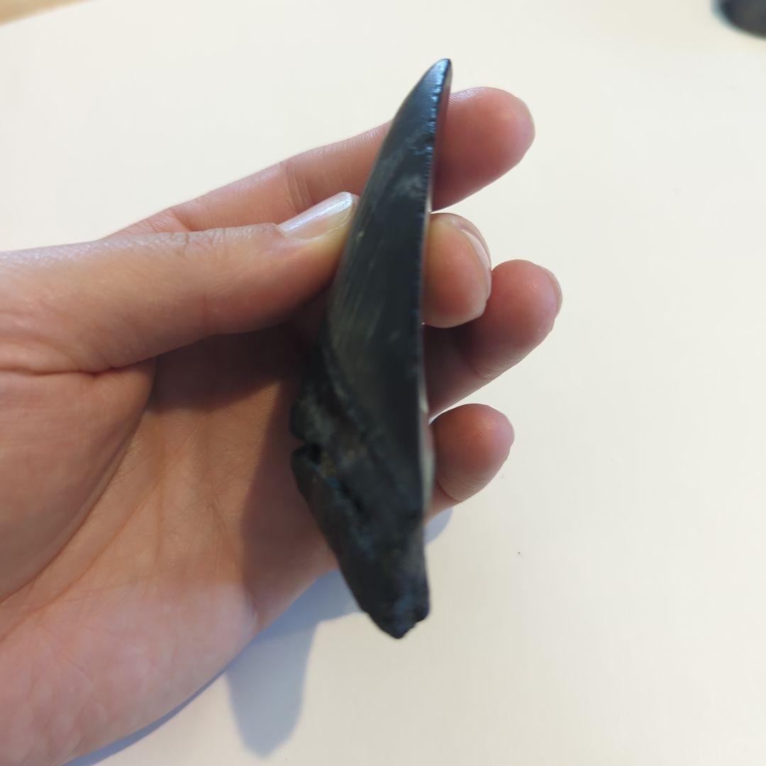 サメ　メガロドンの歯の化石