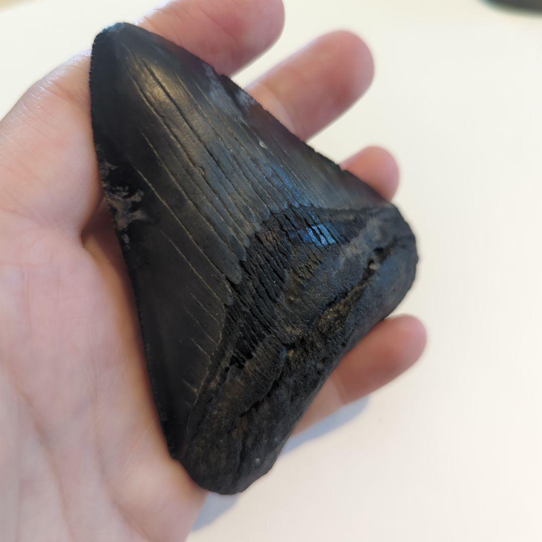 サメ　メガロドンの歯の化石