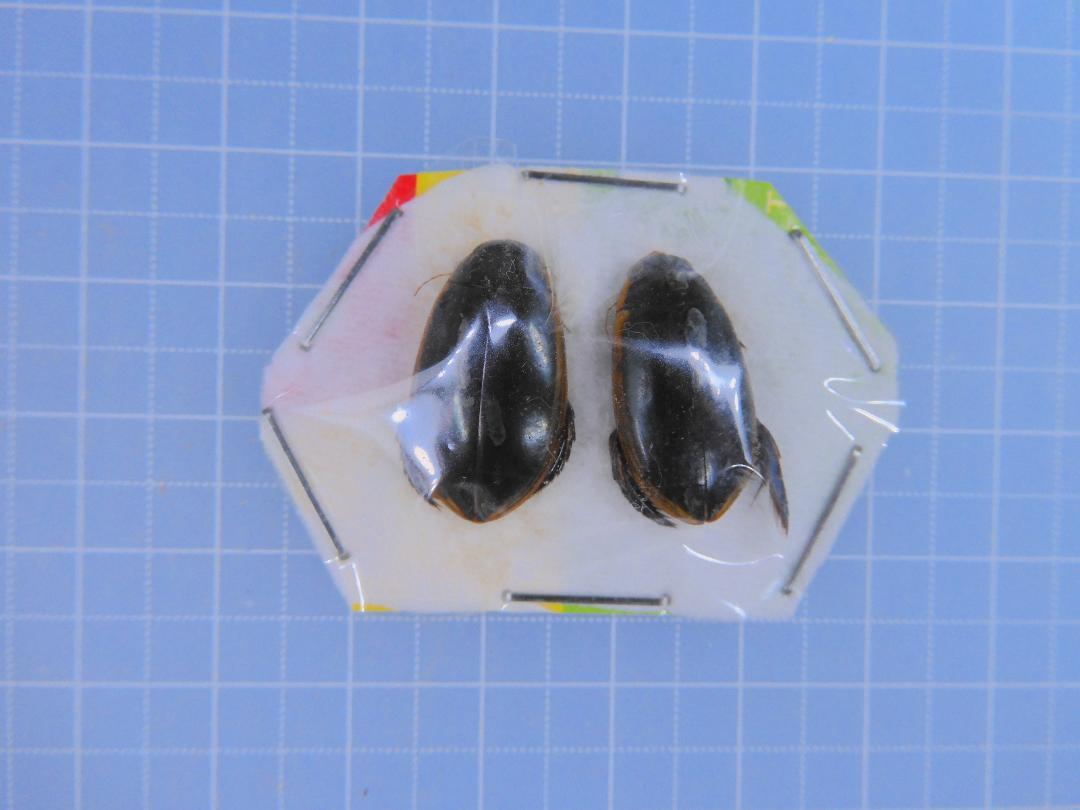 南アフリカ産　水生昆虫　19mm