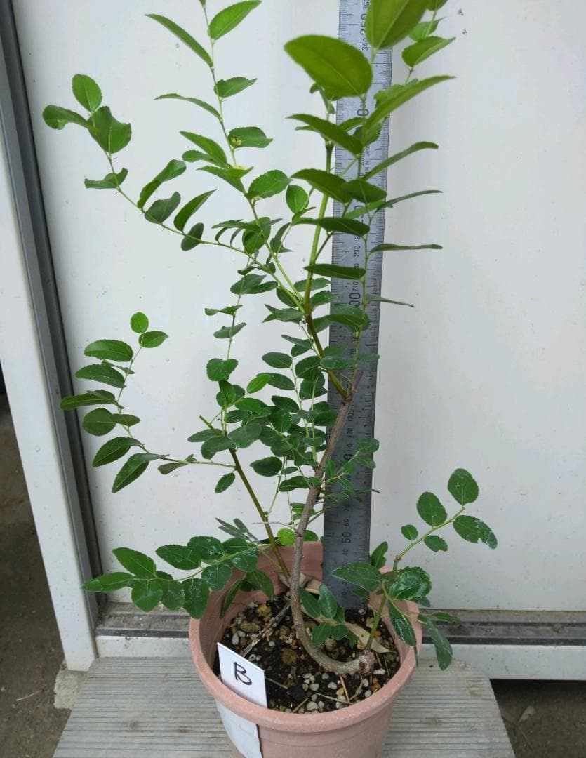 なつめ　苗木Ｂ　ひこばえ　1.5年生