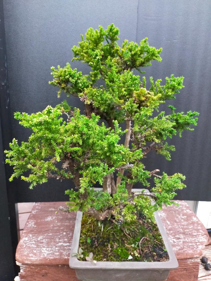 八房杉 盆栽