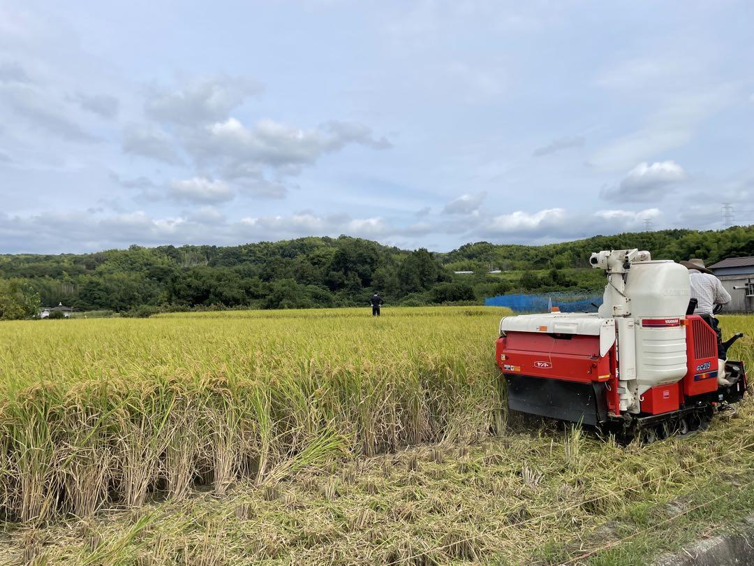令和6年新米　京都玄米　青米入り　にこまる　農薬不使用　有機肥料　5キロ