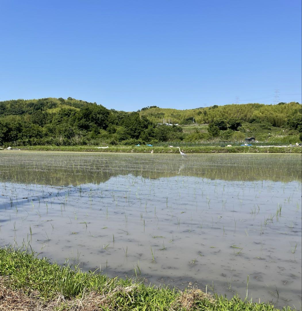 令和6年新米　京都玄米　青米入り　にこまる　農薬不使用　有機肥料　5キロ