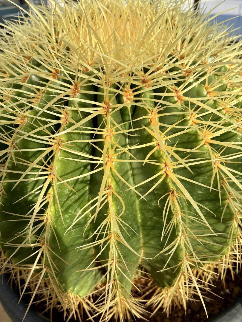 自根 Euphorbia 