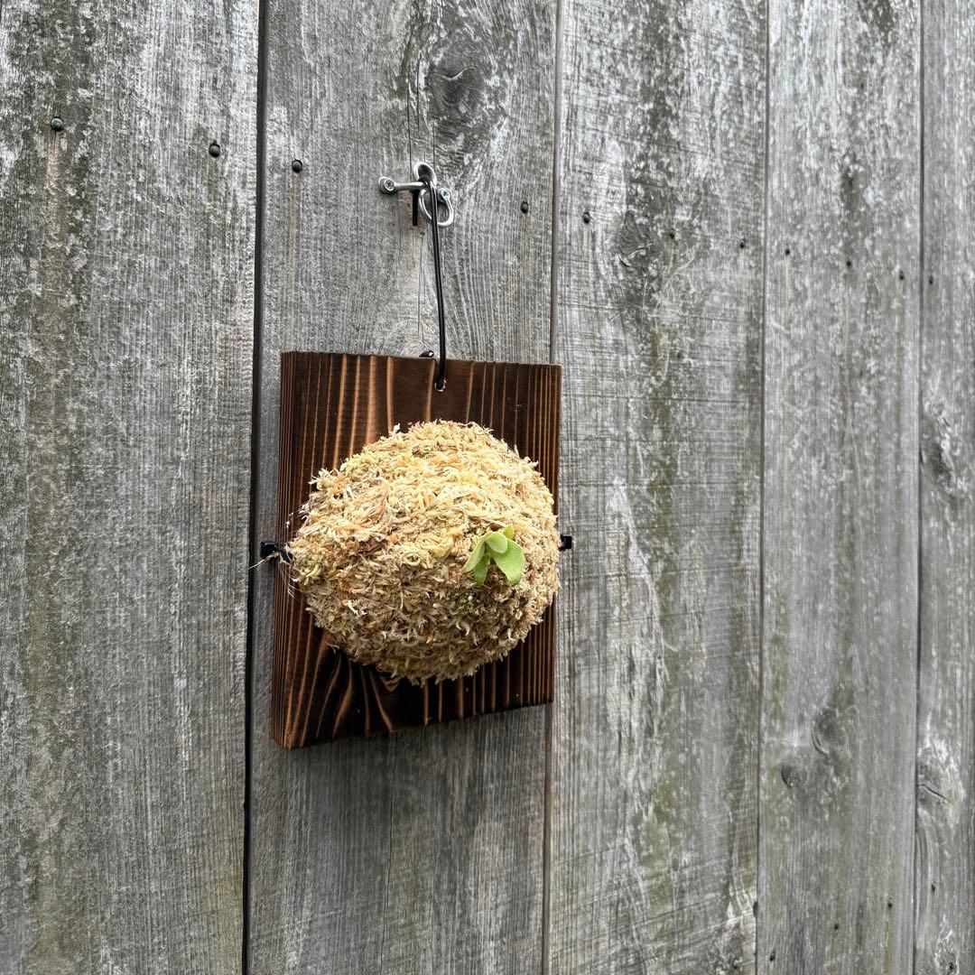 ビカクシダ目立った傷や汚れなし