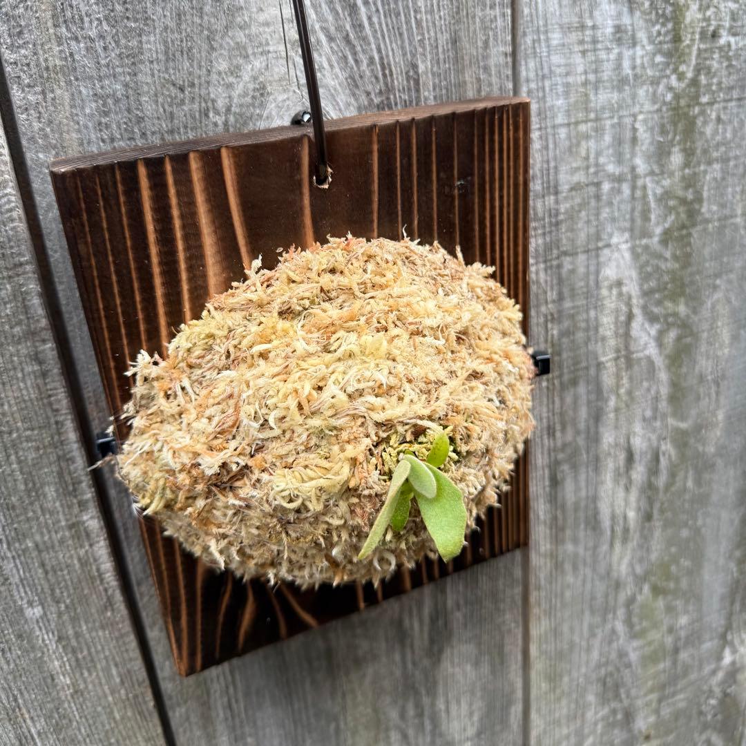 P.Triceratops 三角龍 pup ビカクシダ目立った傷や汚れなし YUZUMIYA_COM