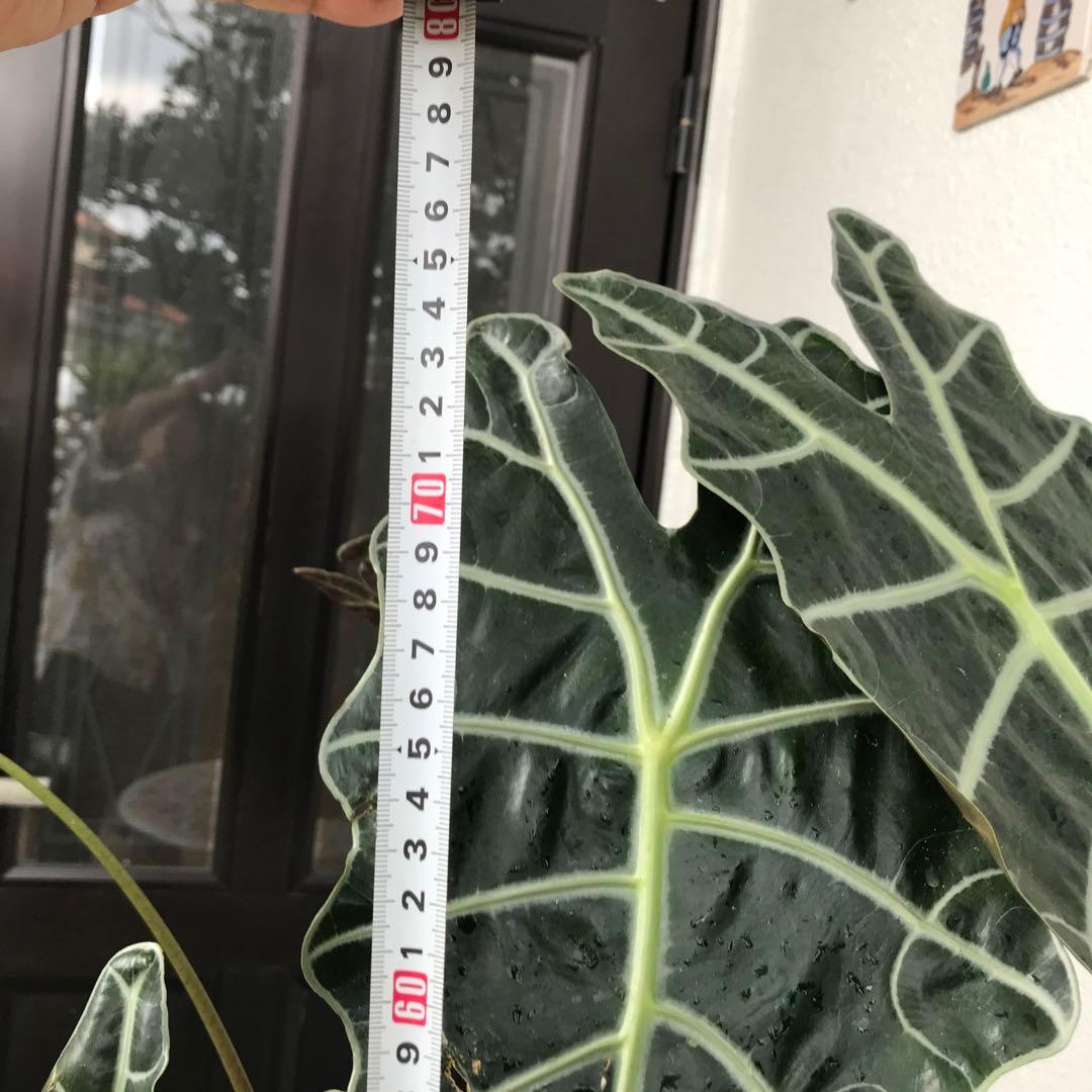 アロカシアアマゾニカ YUZUMIYA_COM