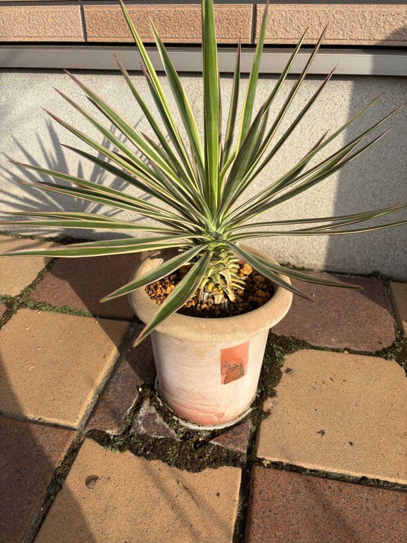 ユッカ　アロイフォリア　Yucca