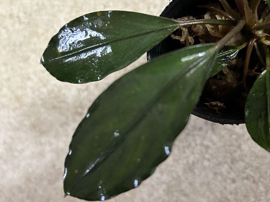 Bucephalandra motleyana