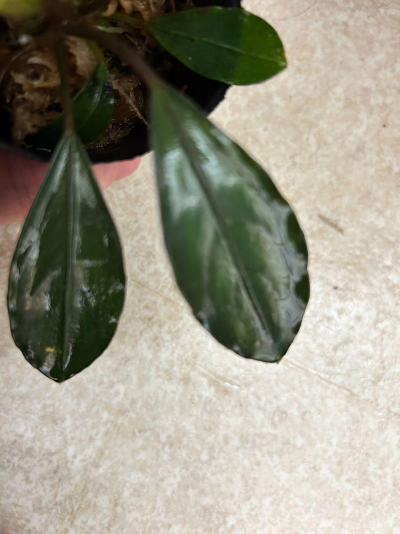 motleyana 黒系の