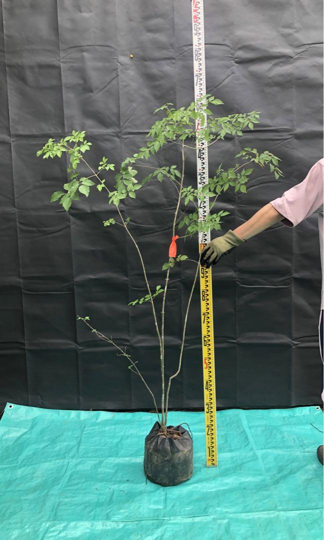 天然山採りアオダモ11落葉樹