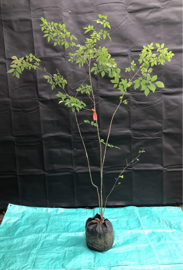 天然山採りアオダモ11