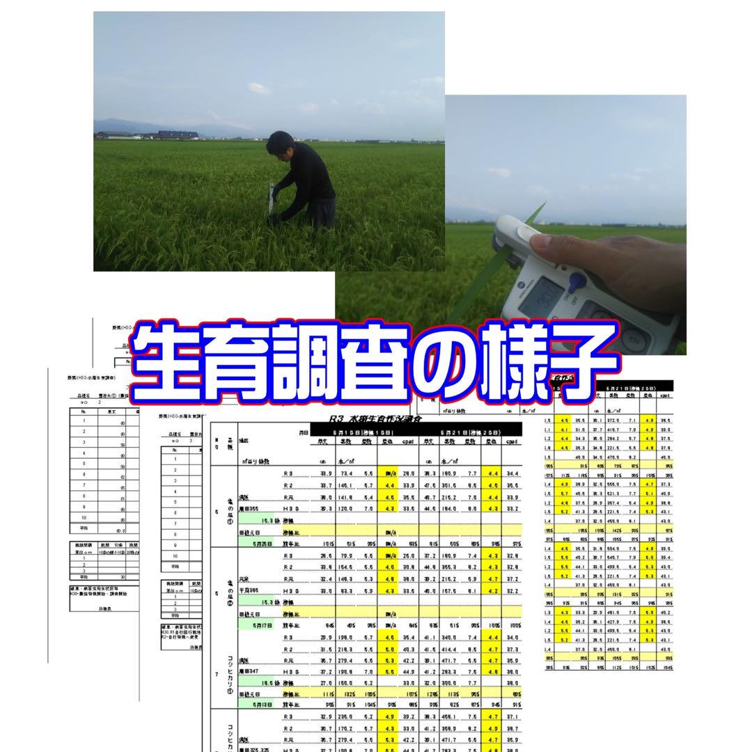 雪若丸　精米　5kg×6 関東方面